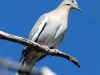 white-winged-dove2
