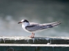 common-tern3