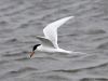 forsters-tern4