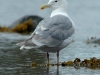 glaucous-winged-gull