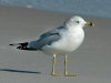 ring-billed-gull2