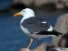 yellow-footed-gull1