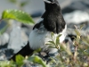 black-billed-magpie2