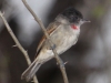 rose-throated-becard-copy