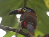 135-plate-billed-mountain-toucan