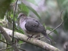 137-white-tipped-dove