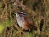 153-gray-breasted-wood-wren