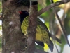 155-green-and-black-fruiteater