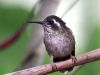 183-speckled-hummingbird