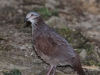 191-white-throated-quail-dove