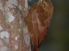 195-strong-billed-woodcreeper