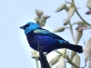 227-blue-headed-tanager