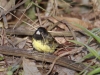 229-yellow-bellied-seedeater