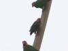 253-rose-faced-parrots