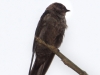 263-white-thighed-swallow