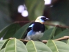 275-golden-hooded-tanager