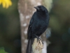 287-scrub-blackbird2