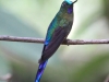 309-violet-tailed-sylph3