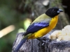 Black-chinned mountain-tanager2