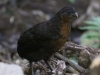 Dark-backed wood-quail