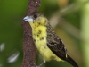 Lemon-rumped tanager female