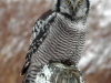 northern-hawk-owl