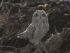 short-eared-owl2