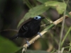 bare-crowned-antbird
