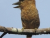 barred-puffbird2