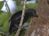 black-antshrike