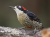 black-cheeked-woodpecker-female