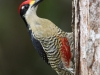black-cheeked-woodpecker-male