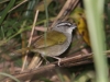 black-striped-sparrow