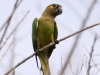 brown-throated-parakeet