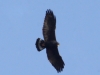 common-black-hawk