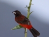 crimson-backed-tanager-female