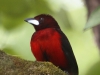 crimson-backed-tanager-male