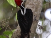 crimson-crested-woodpecker-male