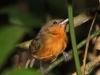 dusky-antbird-female