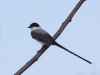 fork-tailed-flycatcher