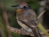 gray-cheeked-nunlet