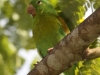 orange-chinned-parakeet