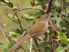 pale-breasted-spinetail