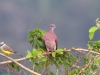 pale-vented-pigeon2