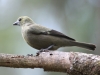 palm-tanager