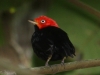 red-capped-manakin-male