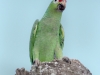 red-lored-parrot