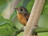 ruddy-tailed-flycatcher
