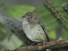 scale-crested-pygmy-tyrant