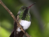 snowy-bellied-hummingbird